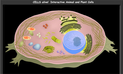 Cell Model