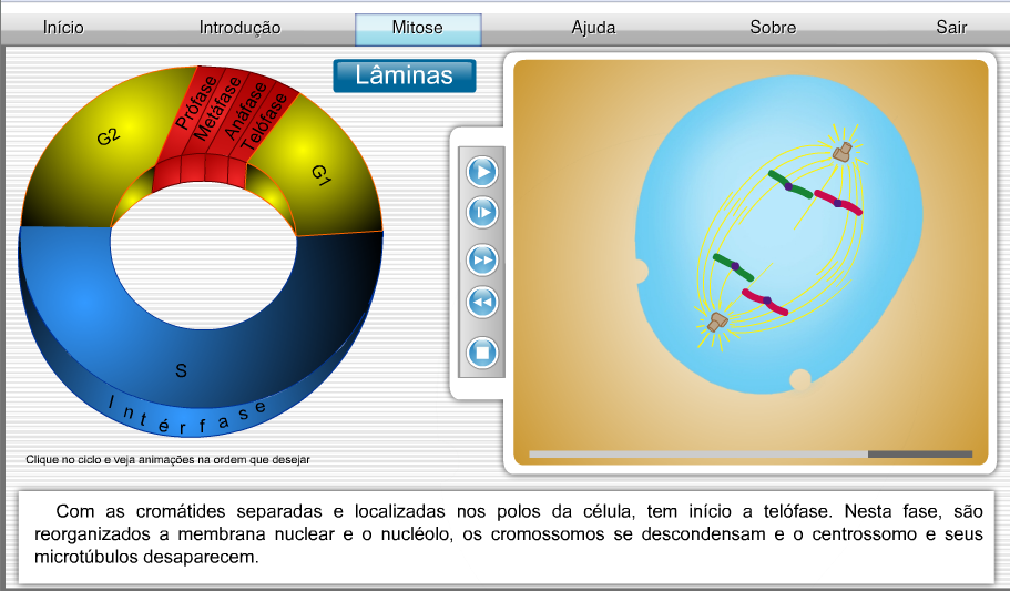 Diviso celular Mitose