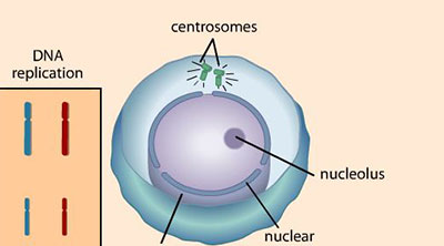 Explorando a Meiose: Reduo Celular em Ao