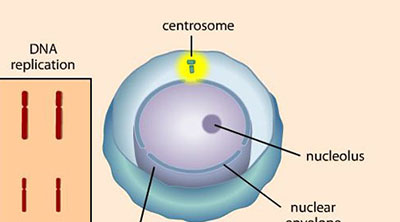 Explorando a Mitose: Replicao e Diviso Celular