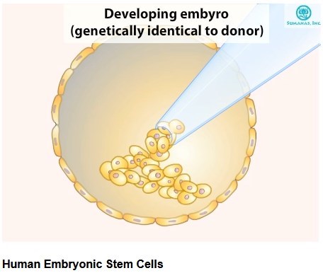 Explorando a Embriologia: Desenvolvimento Inicial