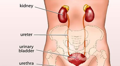 Explorando a Funo Renal em Mamferos