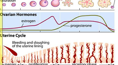 Explorando o Ciclo Ovariano e Uterino