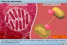 Conjuga��o bacteriana